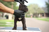 Tasha, a female Cane Corso for sale in McAllen, TX – Photo 2 of 5