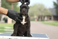 Tasha, a female Cane Corso for sale in McAllen, TX – Photo 3 of 5