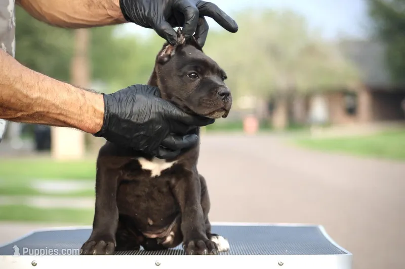 Tasha – Cane Corso puppy for sale in McAllen, TX