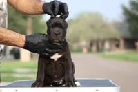 Tasha, a female Cane Corso for sale in McAllen, TX – Photo 4 of 5