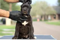 Tasha, a female Cane Corso for sale in McAllen, TX – Photo 5 of 5