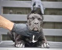 Tonka, a female Cane Corso for sale in McAllen, TX – 8 of 10