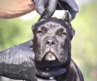 Tonka, a female Cane Corso for sale in McAllen, TX – 2 of 8