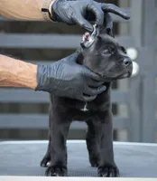 Uma, a female Cane Corso for sale in McAllen, TX – 5 of 8