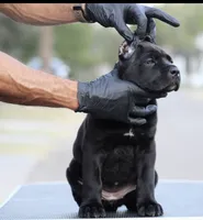 Uma, a female Cane Corso for sale in McAllen, TX – 6 of 8