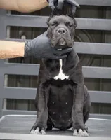 Tonka, a female Cane Corso for sale in McAllen, TX – 2 of 10