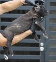 Terminator, a male Cane Corso for sale in McAllen, TX – Photo 2 of 7