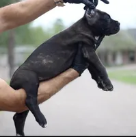 Terminator, a male Cane Corso for sale in McAllen, TX – Photo 6 of 7