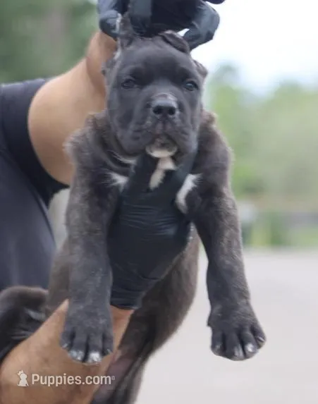 Terminator – Cane Corso puppy on hold in McAllen, TX