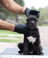 Terminator, a male Cane Corso for sale in McAllen, TX – Photo 7 of 7