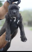 Terminator, a male Cane Corso for sale in McAllen, TX – Photo 4 of 7