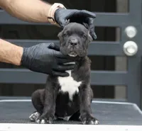 Terminator, a male Cane Corso for sale in McAllen, TX – Photo 3 of 7