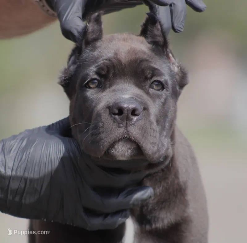 Ursula – Cane Corso puppy for sale in McAllen, TX