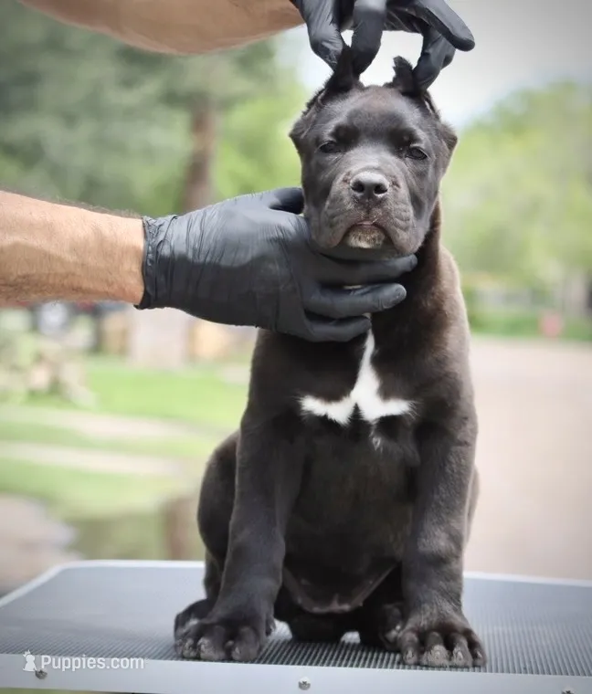 Tuscany  – Cane Corso puppy for sale in McAllen, TX