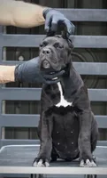 Tonka, a female Cane Corso for sale in McAllen, TX – 5 of 10