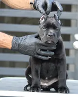 Uma, a female Cane Corso for sale in McAllen, TX – 4 of 8