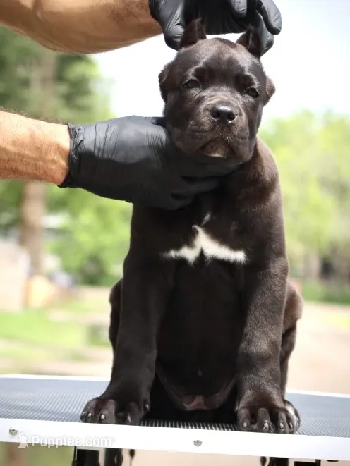 Tabitha – Cane Corso puppy for sale in McAllen, TX