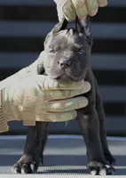 Ugo, a male Cane Corso for sale in McAllen, TX – 5 of 6