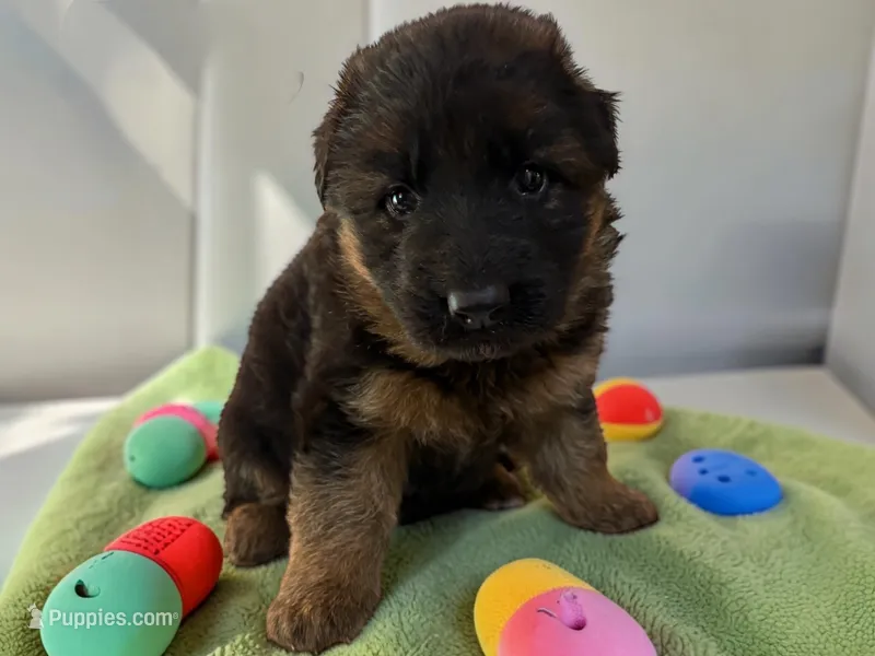 Poppy – German Shepherd Dog puppy for sale in Beaverdam, VA