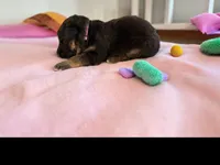 Peony, a female German Shepherd Dog for sale in Beaverdam, VA – 1 of 1