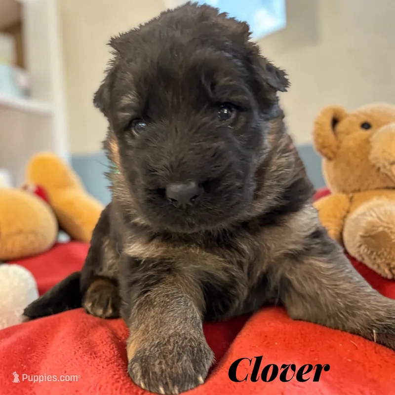 Clover – German Shepherd Dog puppy for sale in Beaverdam, VA