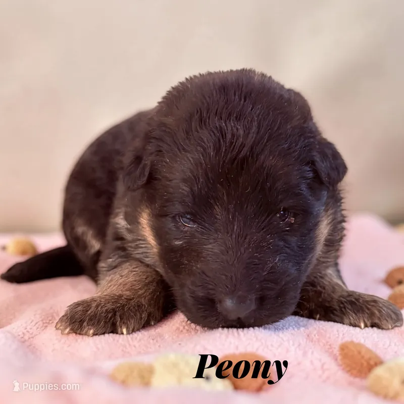 Peony – German Shepherd Dog puppy for sale in Beaverdam, VA