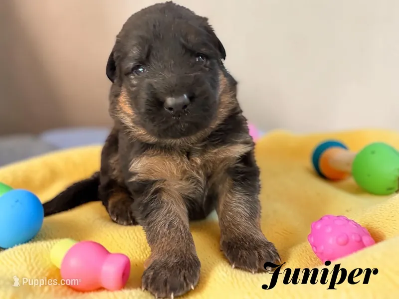 Juniper – German Shepherd Dog puppy for sale in Beaverdam, VA