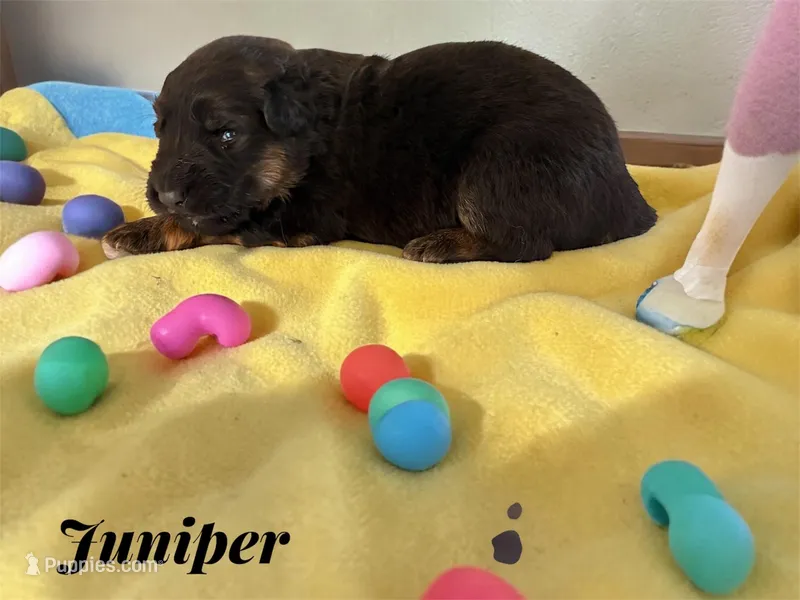 Juniper – German Shepherd Dog puppy for sale in Beaverdam, VA