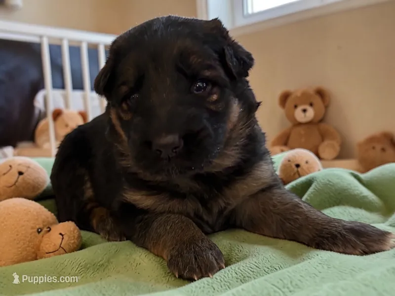 Poppy – German Shepherd Dog puppy for sale in Beaverdam, VA