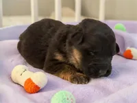 Violet, a female German Shepherd Dog for sale in Beaverdam, VA – 1 of 1