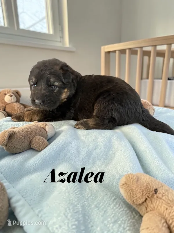Azalea – German Shepherd Dog puppy for sale in Beaverdam, VA