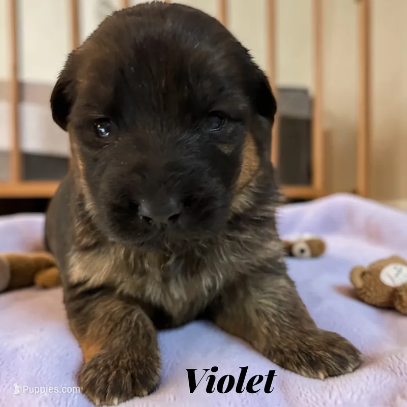 Violet – German Shepherd Dog puppy for sale in Beaverdam, VA