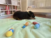 Poppy, a female German Shepherd Dog for sale in Beaverdam, VA – 1 of 1