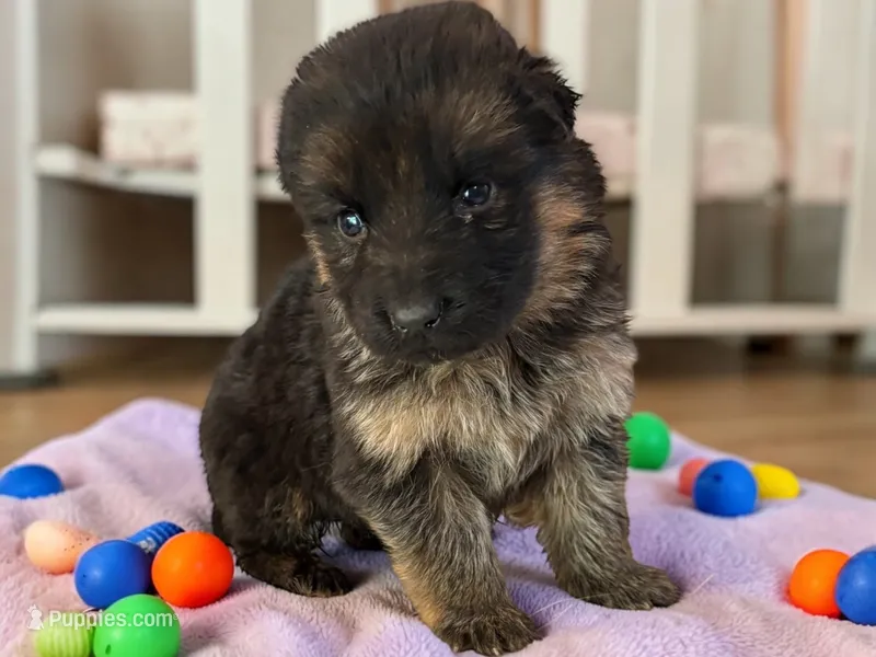 Violet – German Shepherd Dog puppy for sale in Beaverdam, VA