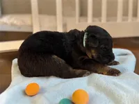 Azalea, a female German Shepherd Dog for sale in Beaverdam, VA – 1 of 1