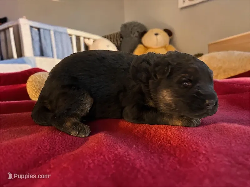 Clover – German Shepherd Dog puppy for sale in Beaverdam, VA
