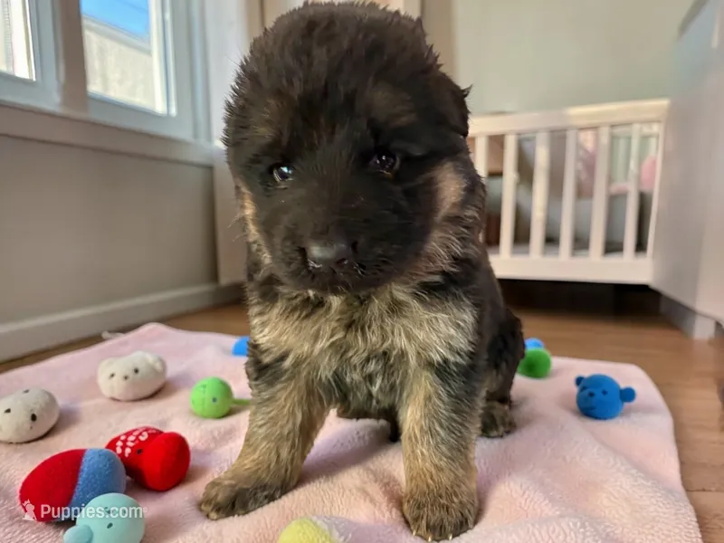 Peony – German Shepherd Dog puppy for sale in Beaverdam, VA