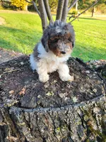Beau, a male Poodle - Miniature  for sale in Jeromesville, OH – 3 of 7