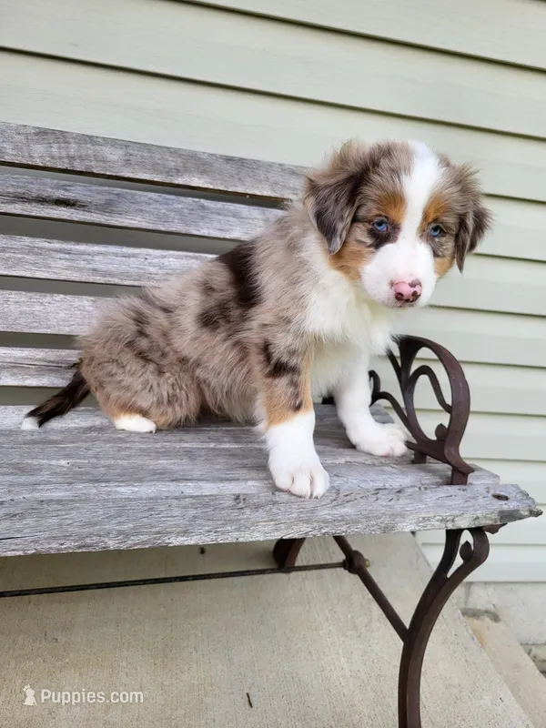 Remington  – Australian Shepherd puppy for sale in Jeromesville, OH