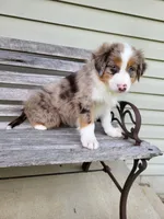 Remington , a male Australian Shepherd for sale in Jeromesville, OH – 1 of 1