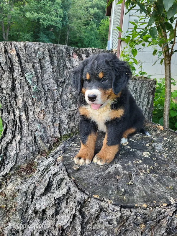 Jack  – Bernese Mountain Dog puppy for sale in Jeromesville, OH