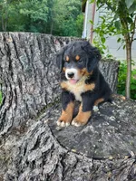 Jack , a male Bernese Mountain Dog for sale in Jeromesville, OH – 1 of 2