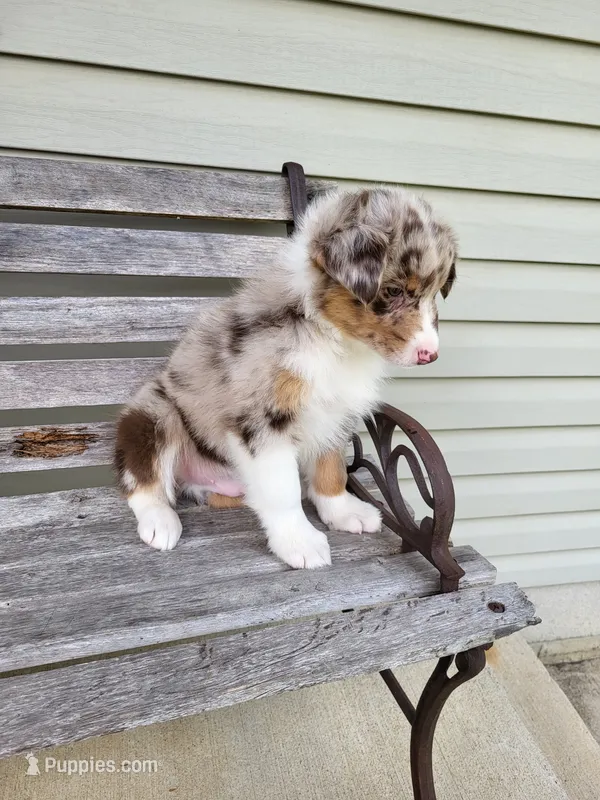 Freddie  – Australian Shepherd puppy for sale in Jeromesville, OH