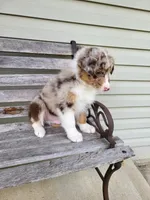 Freddie , a male Australian Shepherd for sale in Jeromesville, OH – 1 of 1