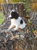 Oreo, a male Poodle - Miniature  for sale in Jeromesville, OH – 2 of 6