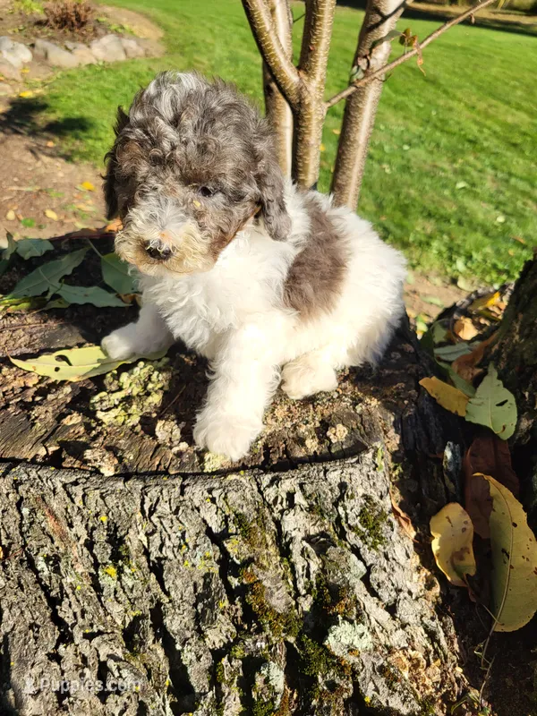 Oscar , a male Poodle - Miniature  for sale in Jeromesville, OH – 1 of 5