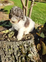 Oscar , a male Poodle - Miniature  for sale in Jeromesville, OH – 1 of 5