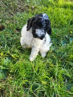 Ricky , a male Poodle - Miniature  for sale in Jeromesville, OH – 6 of 6