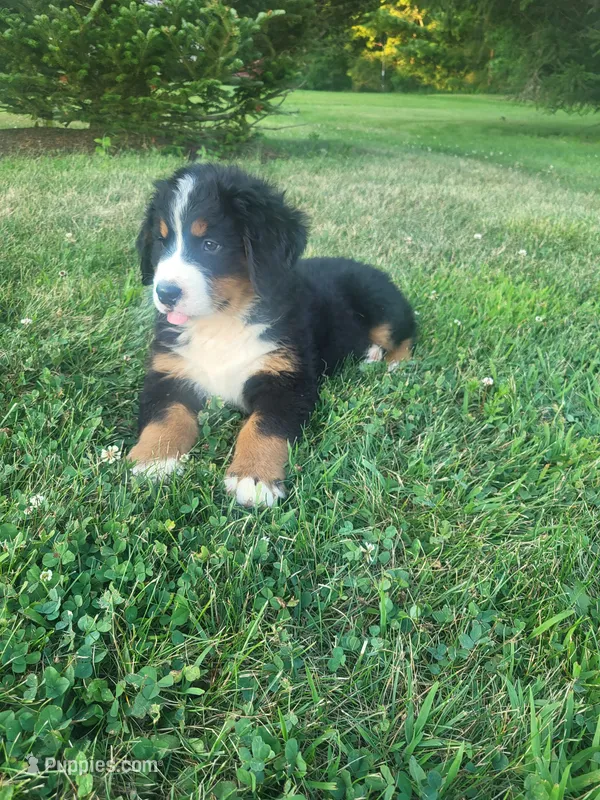 Max – Bernese Mountain Dog puppy for sale in Jeromesville, OH
