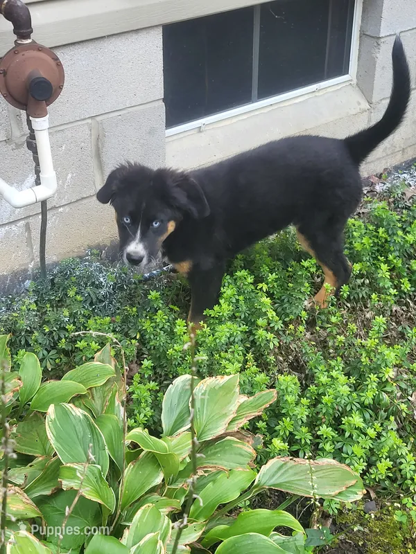 Teddy  – Bernese Mountain Dog, Siberian Husky puppy for sale in Jeromesville, OH